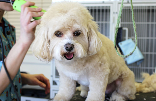 Comment entretenir le pelage de son chien en toute saison?